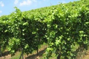 Proljetna gnojidba vinograda