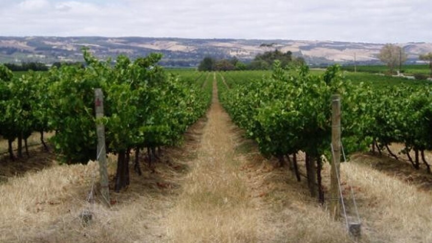 Složna obitelj Dragun vinariju gradi