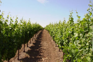 Čobanković posadio prvu sadnicu vinove loze u novom vinogradu