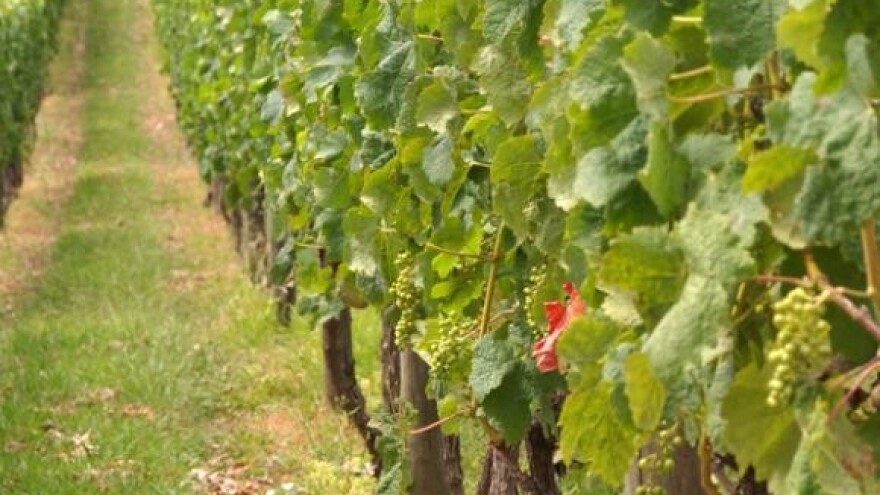 "Hrvatska kuća vina"