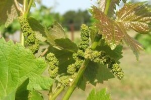 Suzbijte plamenjaču i u nepovoljnim vremenskim prilikama