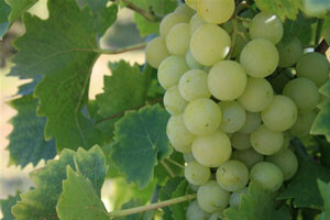 Projekt navodnjavanja najvećeg vinograda u Dalmaciji