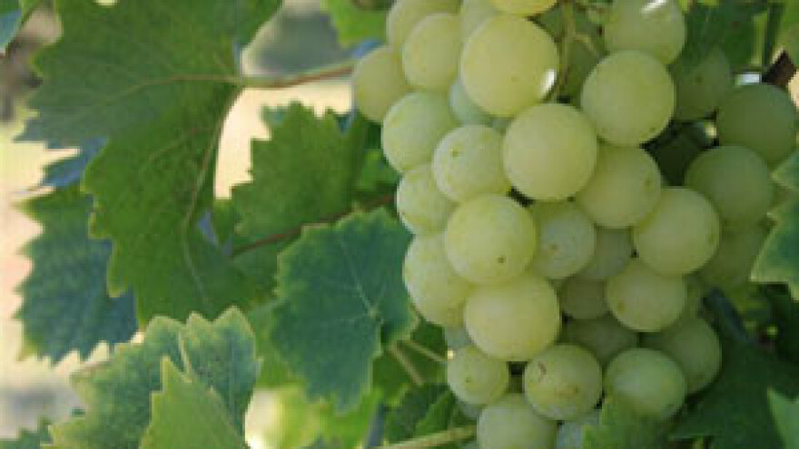 Projekt navodnjavanja najvećeg vinograda u Dalmaciji