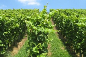 Proljetna gnojidba vinograda dušikom