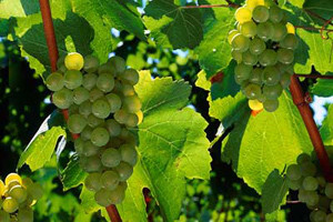 Nativo, Folicur, Falcon - suzbijanje pepelnice u vinogradu