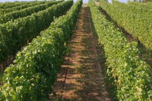 Plamenjača poharala vinograde