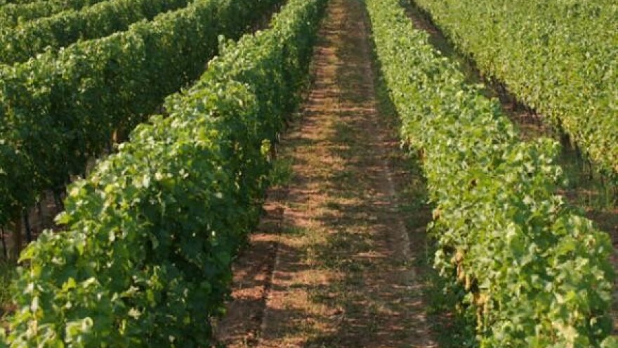 Plamenjača poharala vinograde