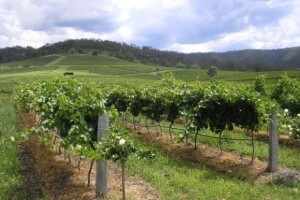 Zelena stjenica u vinogradu