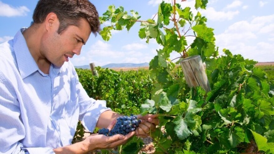 Čarolija hvarskih vinograda u Zaraću