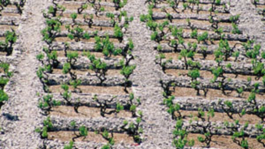 Niknuo kameni vinograd babića