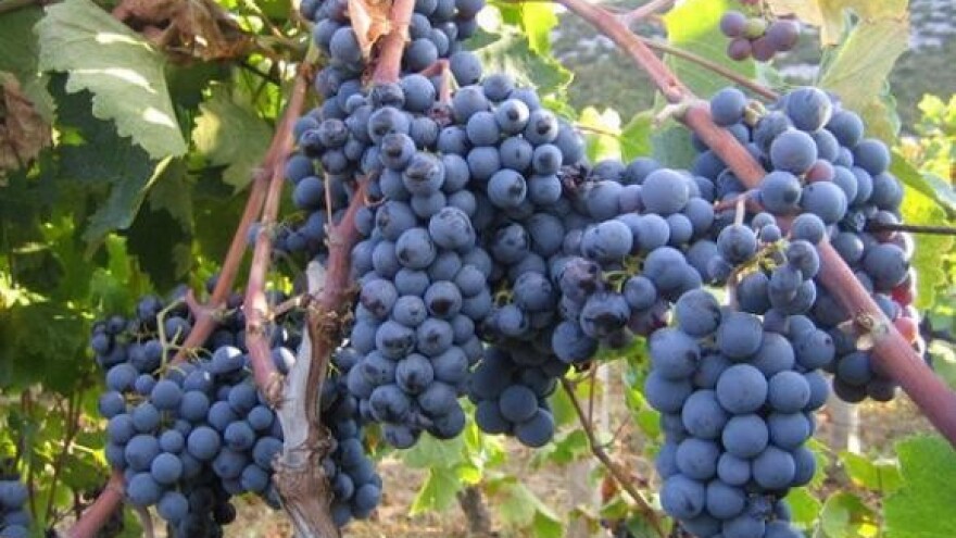 Štete od plamenjače nisu imali svi vinogradari!