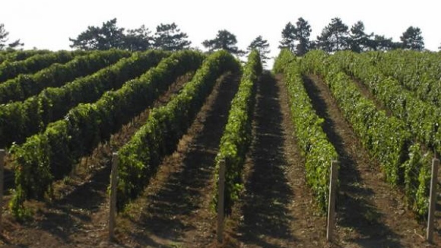 Kupanje u vinu i pjenušac s kobiljim mlijekom