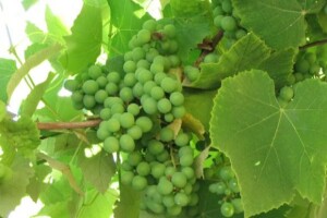 Klonska selekcija u vinogradarstvu