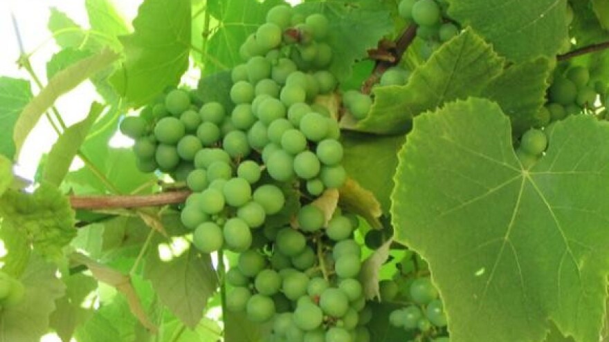 Klonska selekcija u vinogradarstvu