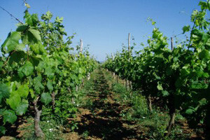 Vegetacijska sezona u vinogradima 2010.