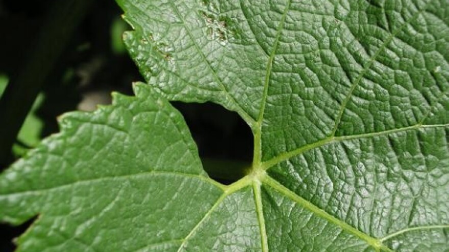 Reforma europskog vinarskog sektora