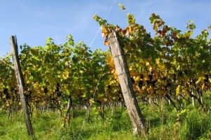 Dani vina i turizma u Erdutu i Aljmašu