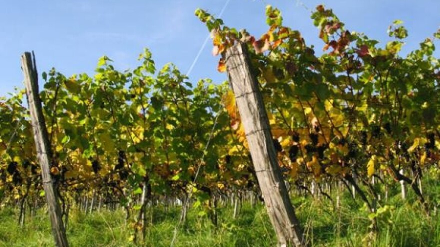 Dani vina i turizma u Erdutu i Aljmašu