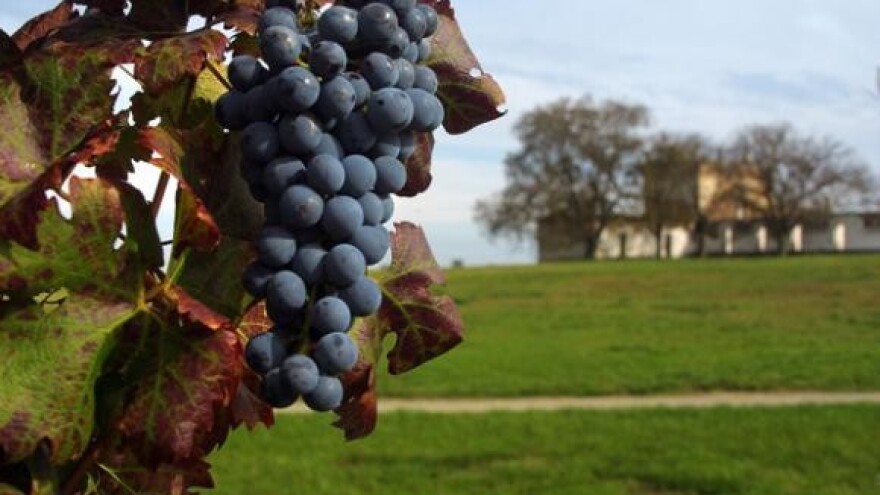 Još pet zlatnih medalja iločkim vinima