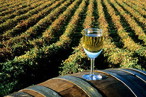 Vino je brend, ali i turistički potencijal