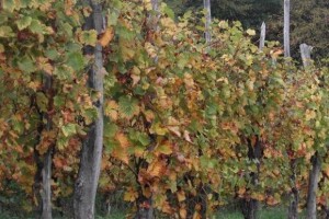 Štetočinje koje prezimljuju na vinovoj lozi