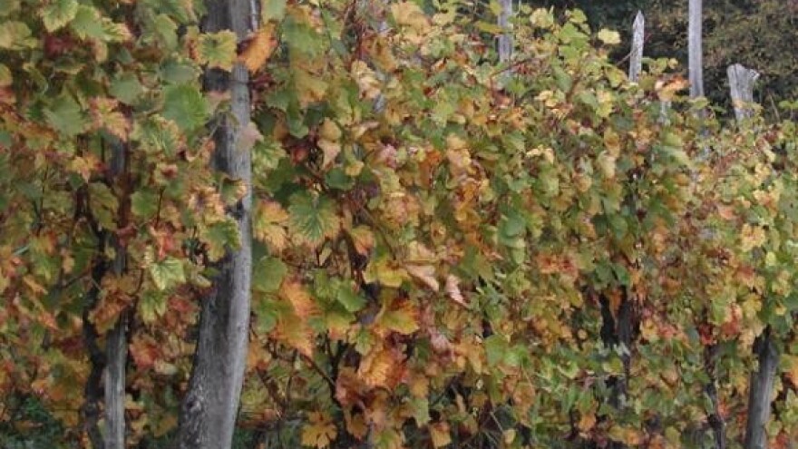 Štetočinje koje prezimljuju na vinovoj lozi