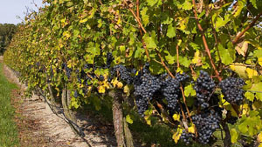 Iločki podrumi investiraju u turizam