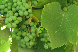 Ekološki uzgoj vinove loze