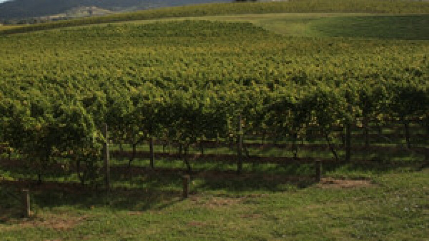 Obnovljeno 1.250 metara vinske ceste