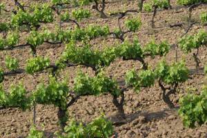 Sustav obrane od poplave za nadinske vinograde