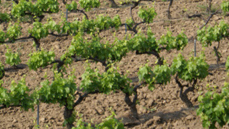 Sustav obrane od poplave za nadinske vinograde