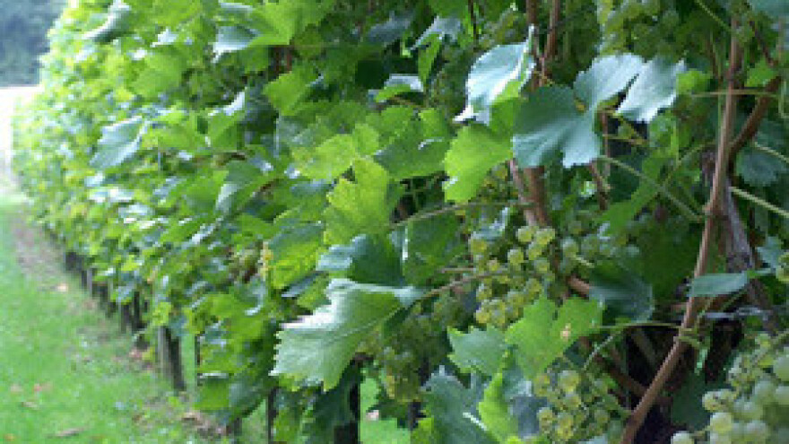 Škrlet - autohtona moslavačka sorta