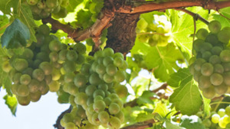 Udruženi vinari jačaju brendiranje i izvoz