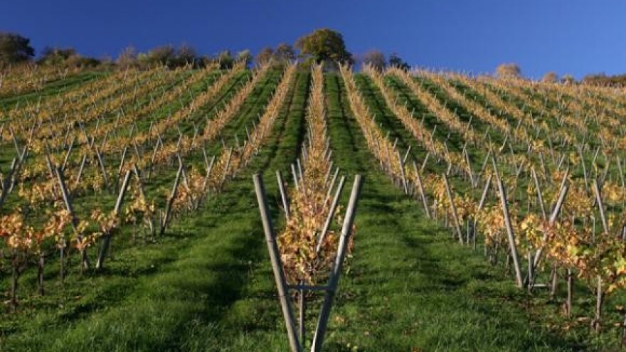 Belju dvije vinske šampionske titule