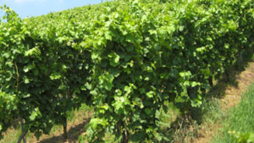 Niknut će voćnjaci, vinova loza i žitarice