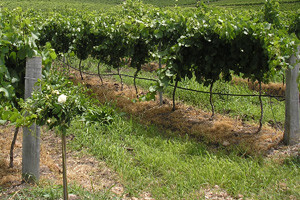 Suzbijanje korova u vinogradu u početku vegetacije