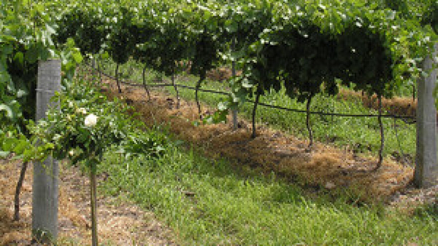 Suzbijanje korova u vinogradu u početku vegetacije