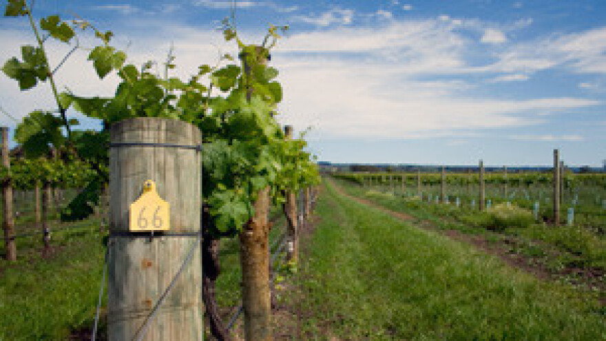 Manjak kiše prijeti vinovoj lozi