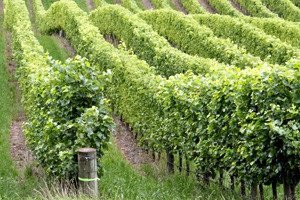 Otvorena Vinarija i kušaonica u Dalju