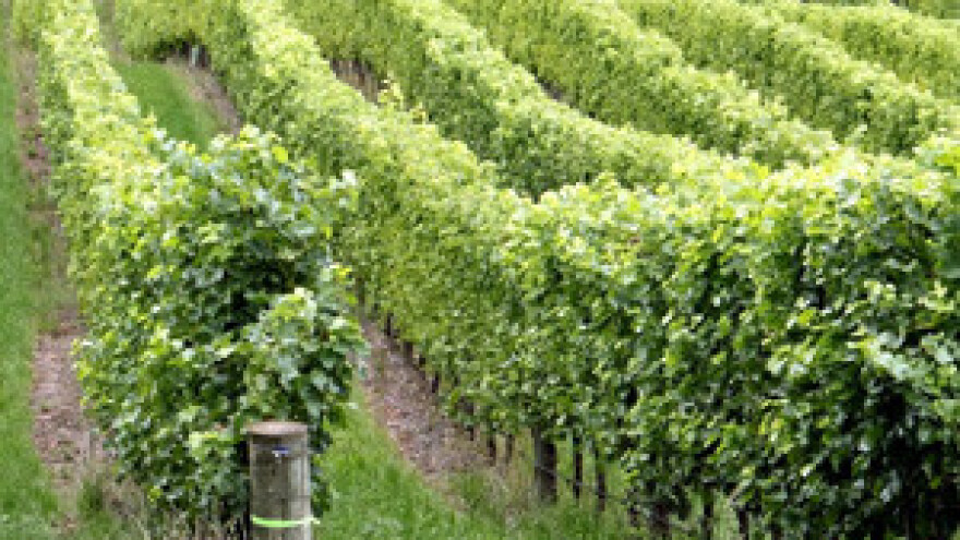 Otvorena Vinarija i kušaonica u Dalju