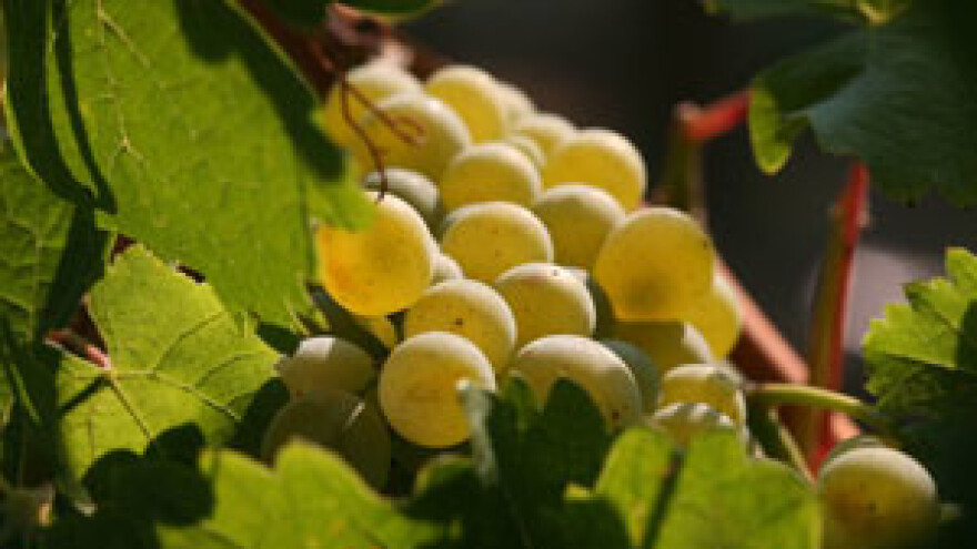 Vlakom kroz konavoske vinograde