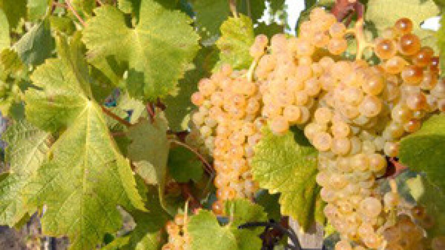 Stazama vina i okusa za tri milijuna kuna