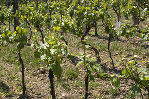 Zbog rupe u zakonu vinogradi i maslinici na pladnju europskom kapitalu