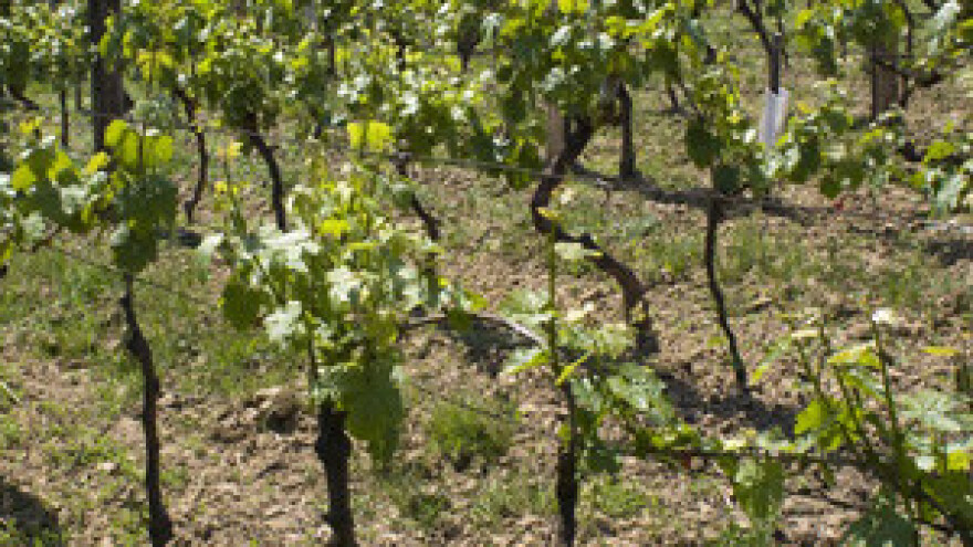 Zbog rupe u zakonu vinogradi i maslinici na pladnju europskom kapitalu