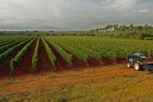 Zajednička oznaka geografskog podrijetla