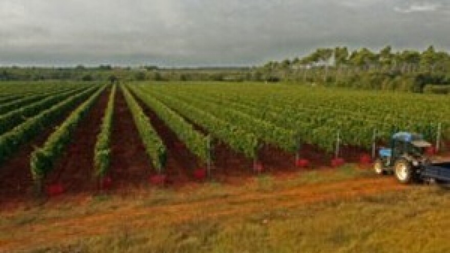 Zajednička oznaka geografskog podrijetla