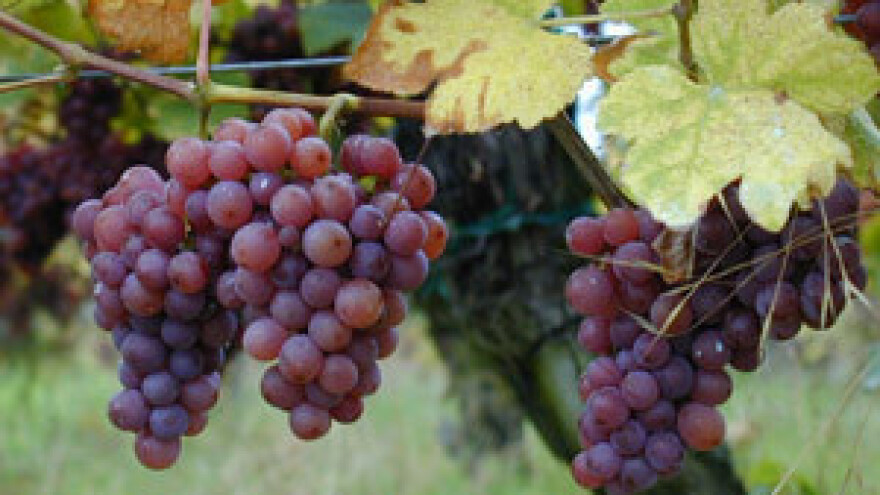 Izostanak kvalitetnog marketinga hrvatskih vinskih cesta