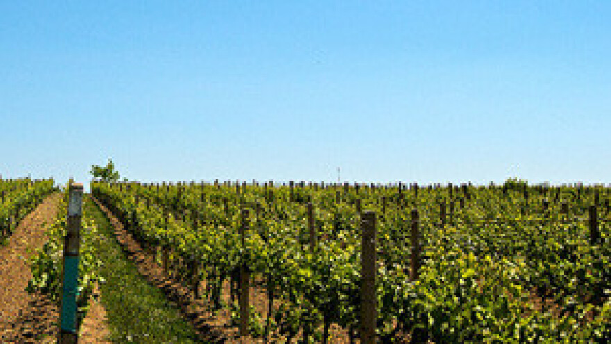 Vino i turizam - dobitna kombinacija gospodarskog razvoja