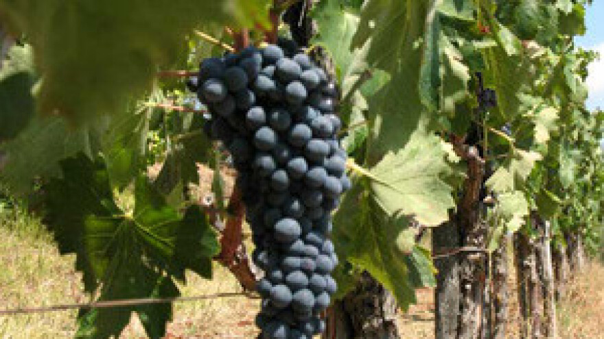 Ima li u Europi mjesta za hrvatskog poljoprivrednika?