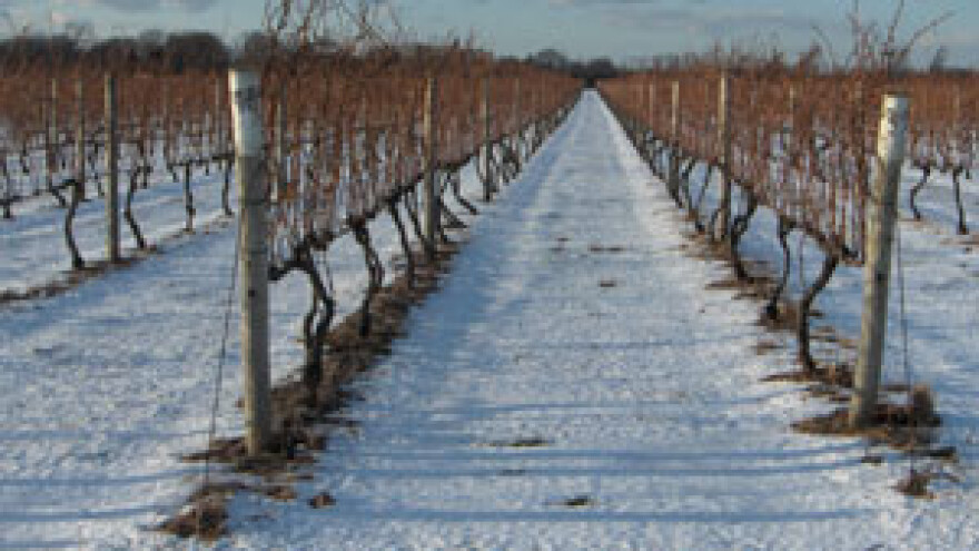 Vinari strahuju za urod grožđa